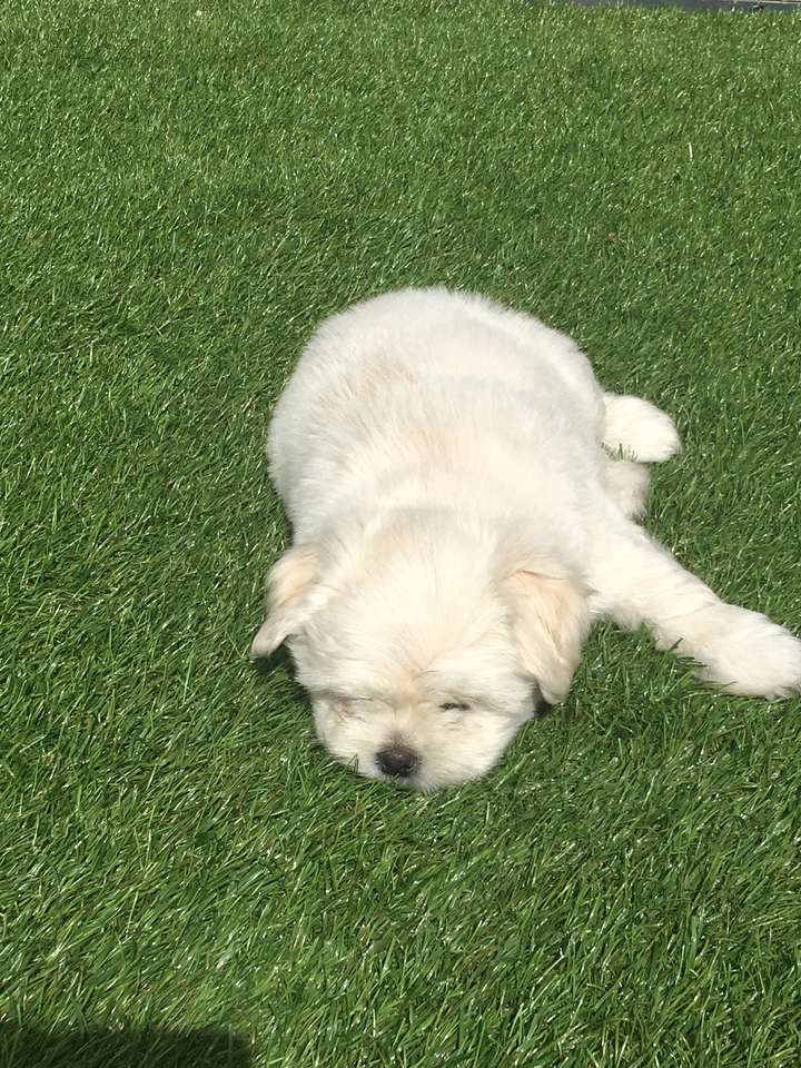 Pies w trawie puzzle online