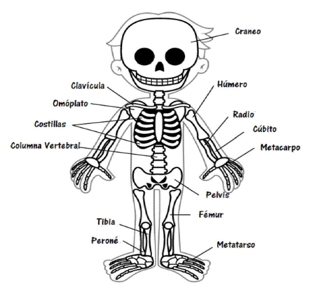 szkielet człowieka puzzle online