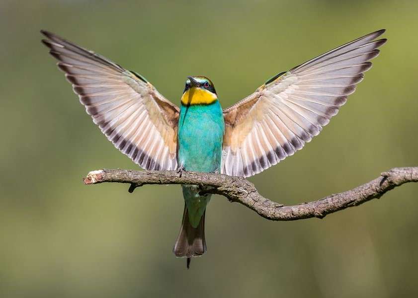 Żołna- najbardziej kolorowy ptak puzzle online