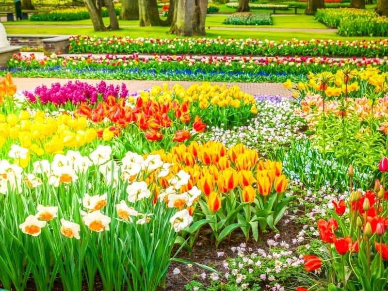 Wiosenne kwiaty w parku puzzle online