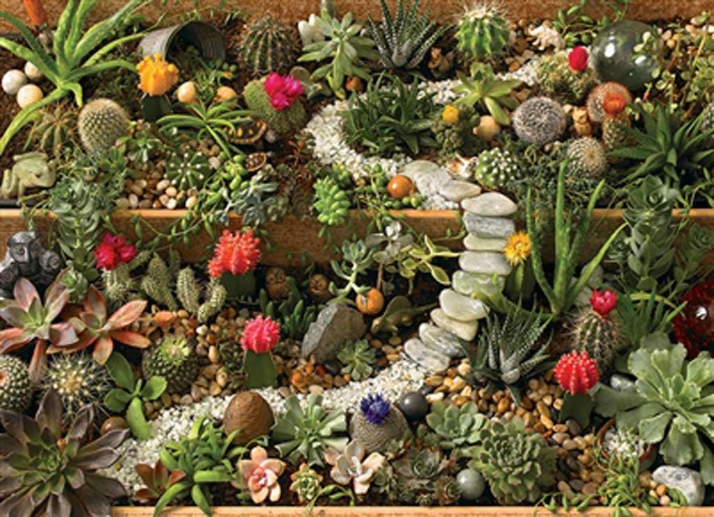 Śliczny kaktusowy ogródek puzzle online