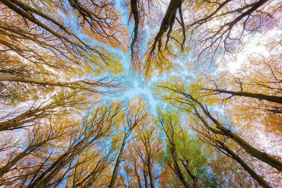 Patrząc w niebo między wysokimi drzewami puzzle online
