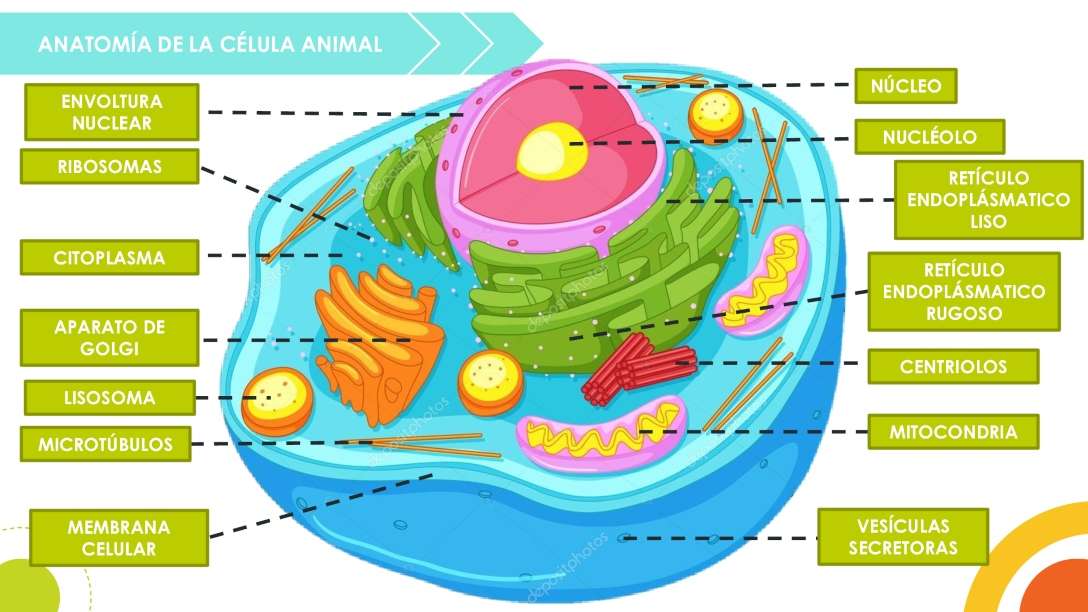 KOMÓRKA ZWIERZĘCA puzzle online