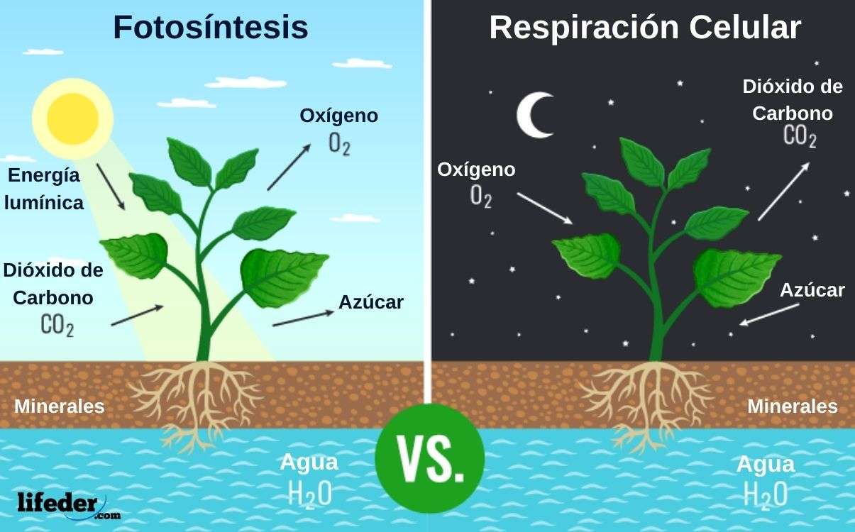 Oddychanie i karmienie roślin puzzle online