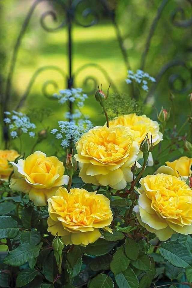 żółte róże puzzle online