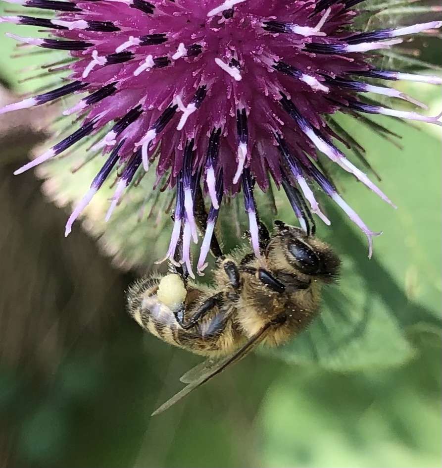 Pszczoła na oset puzzle online