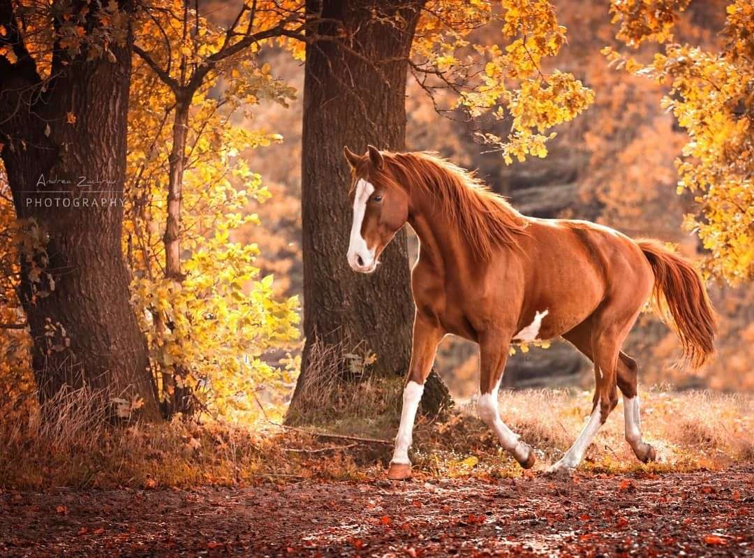 Cwałujący koń w lesie puzzle online