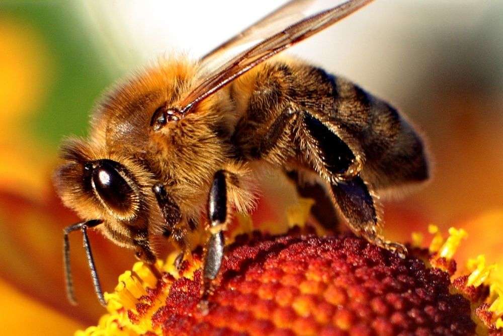 Królowa pszczół puzzle online