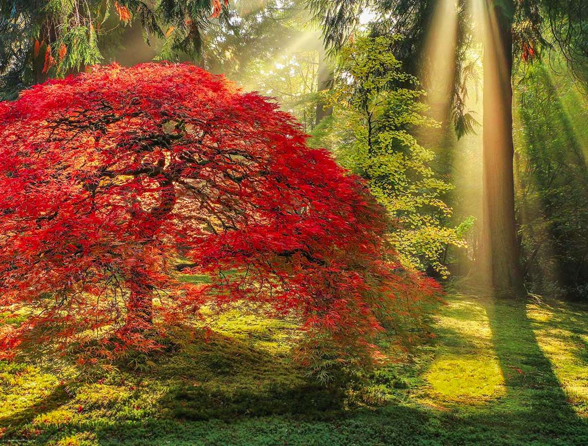 Piękny jesienny las w promieniach słońca puzzle online