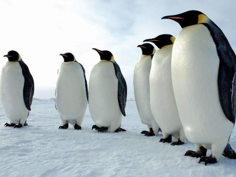 Pingwiny cesarskie żyją na Antarktydzie puzzle online