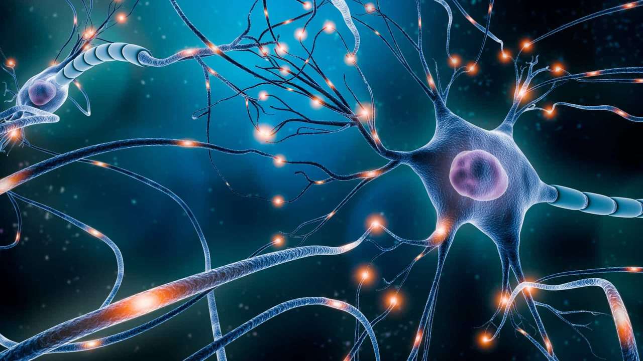 neuron puzzle online