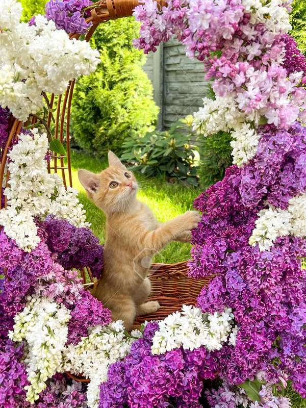 Kotek otoczony kwiatami bzu #237 puzzle online