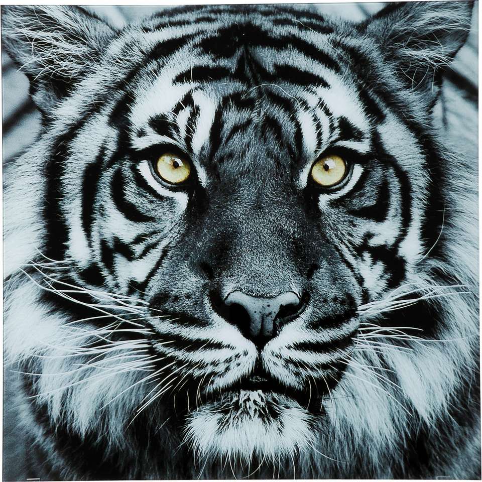 biały tygrys puzzle online