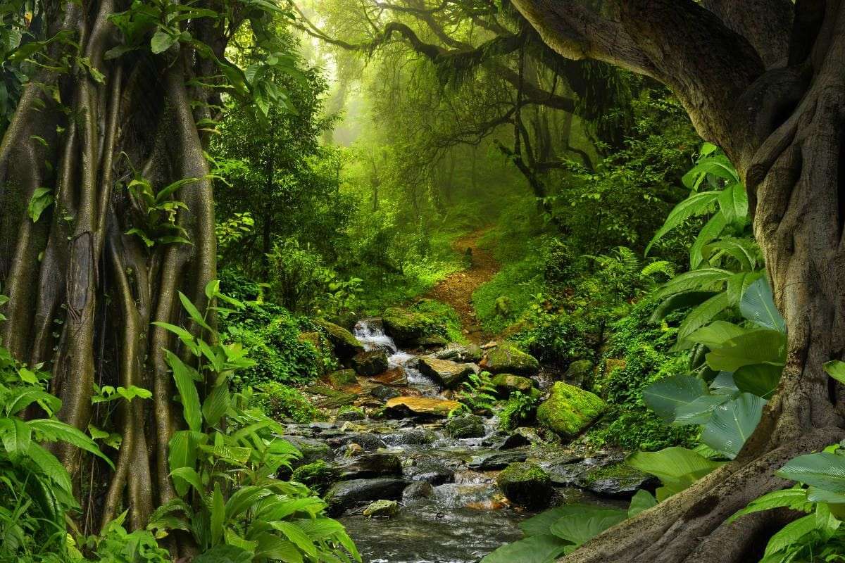 Dżungla - Las tropikalny puzzle online