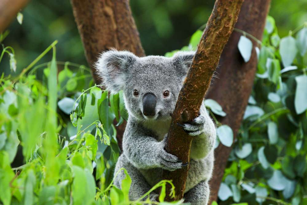 koala na drzewie puzzle online