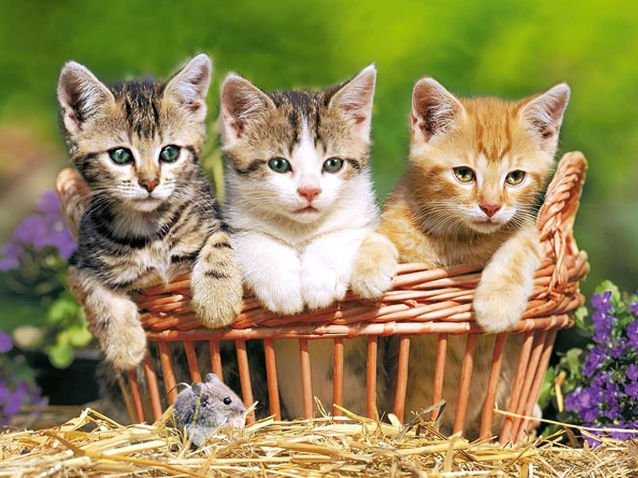Trzy kotki w koszyku puzzle online