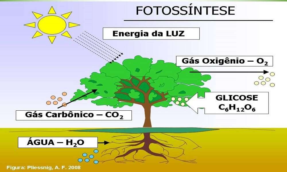 fotosynteza puzzle online