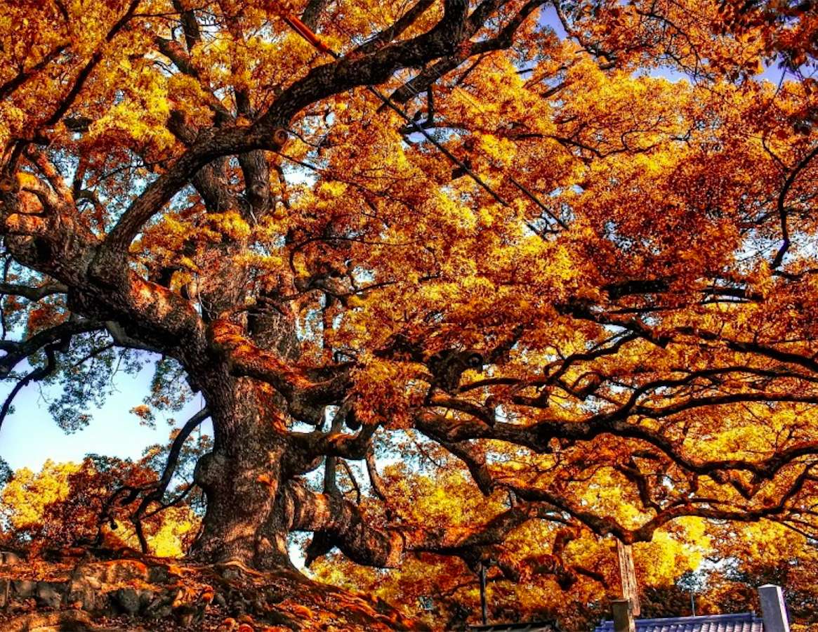 Wielkie, ogromne drzewo puzzle online