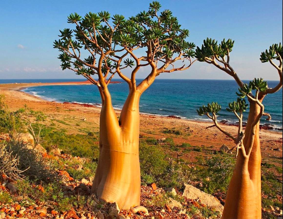 Jemen-wyspa Sokotra -Drzewka jak piękne puzzle online