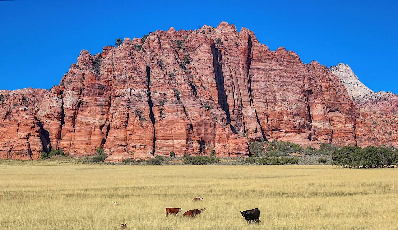 Krowy z trawy preriowej Red Rocks puzzle online