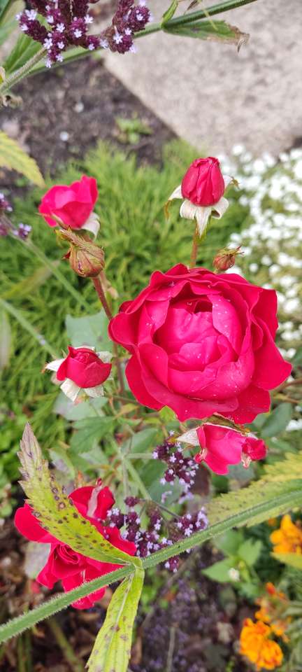 Czerwona róża puzzle online