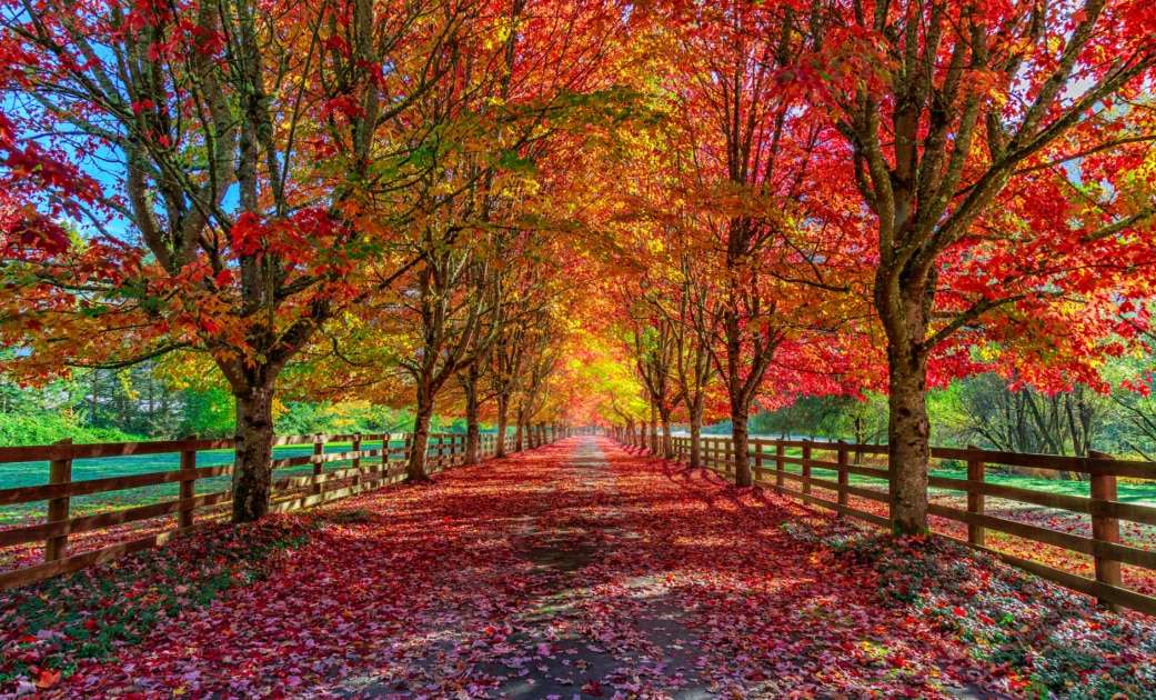 Kolorowa jesień z aleją drzew i pól puzzle online