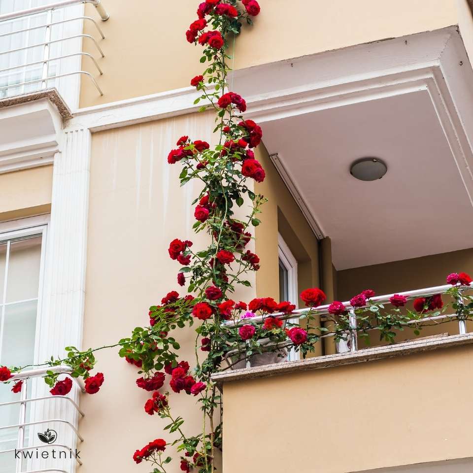 Pnąca róża na balkonie puzzle online