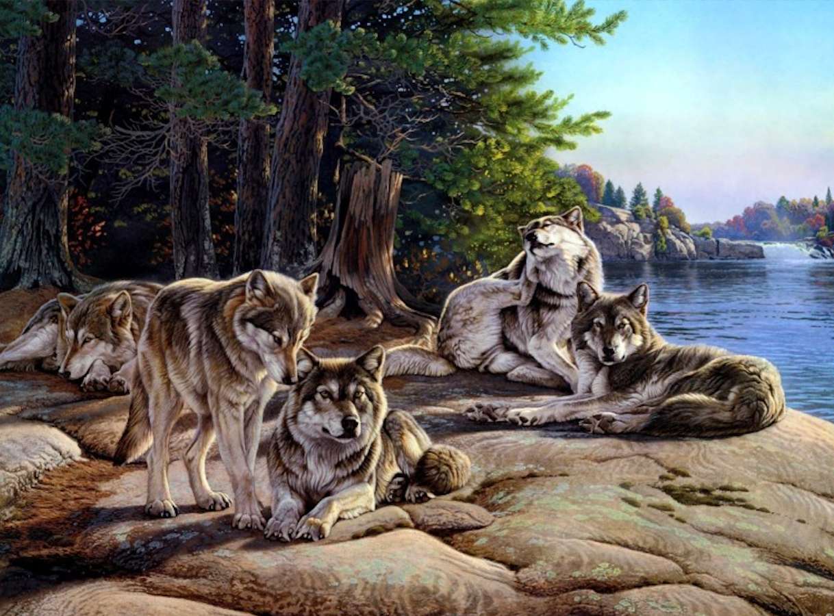 Stado pięknych wilków nad jeziorem puzzle online