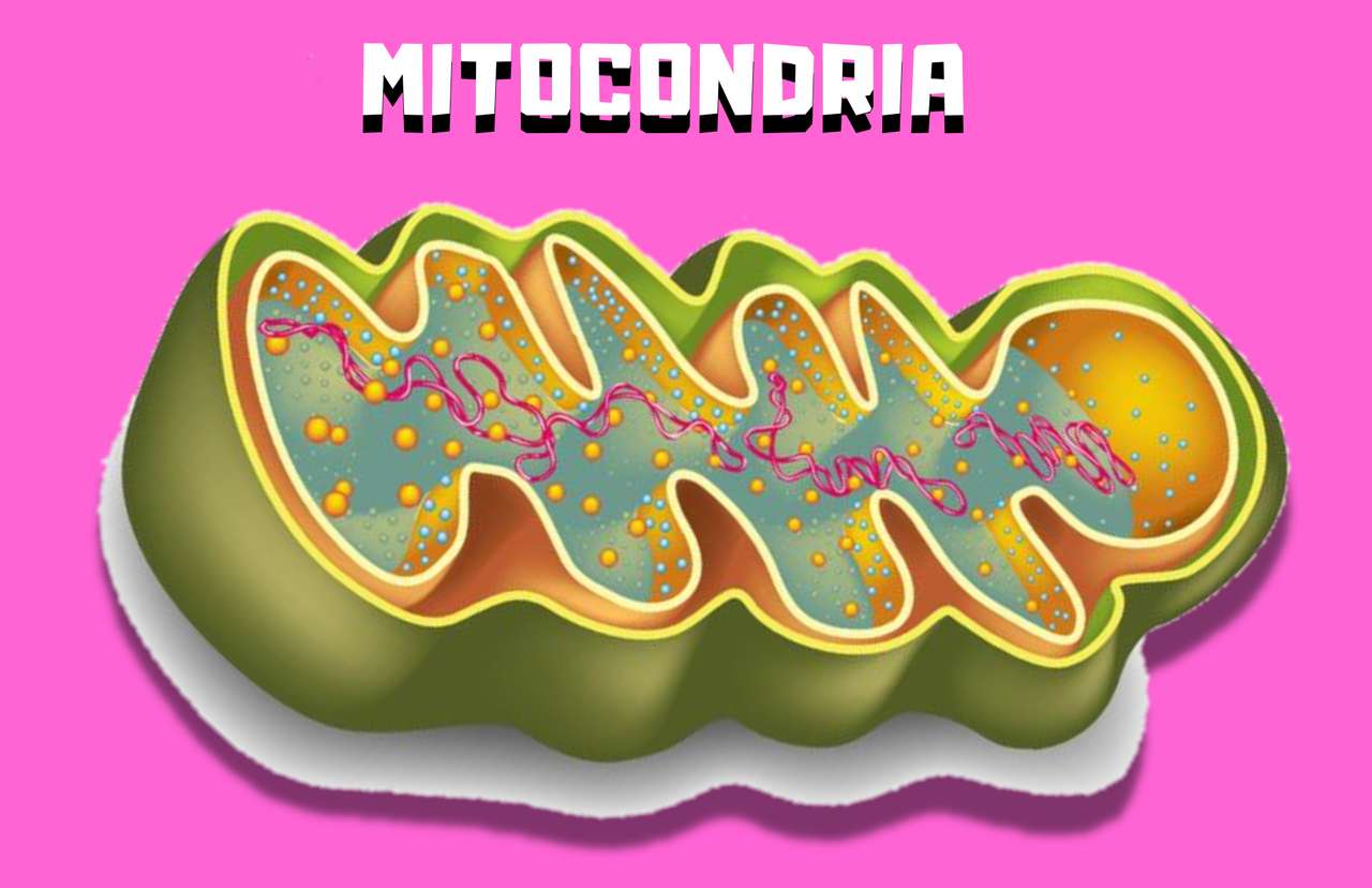 mitochondrium puzzle online