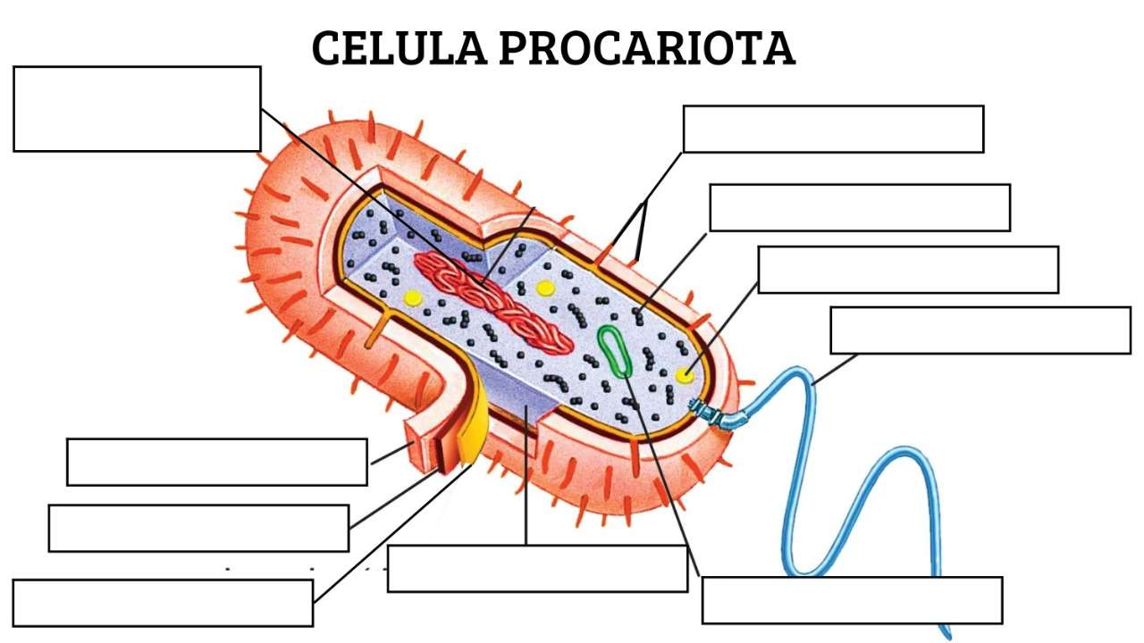 Komórka prokariotyczna puzzle online