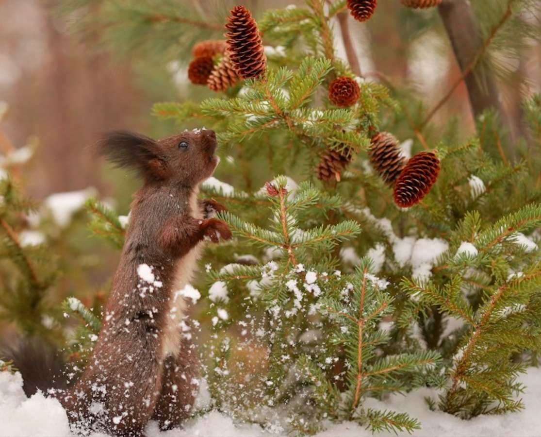 Wiewióreczka i jej smakołyki:) puzzle online