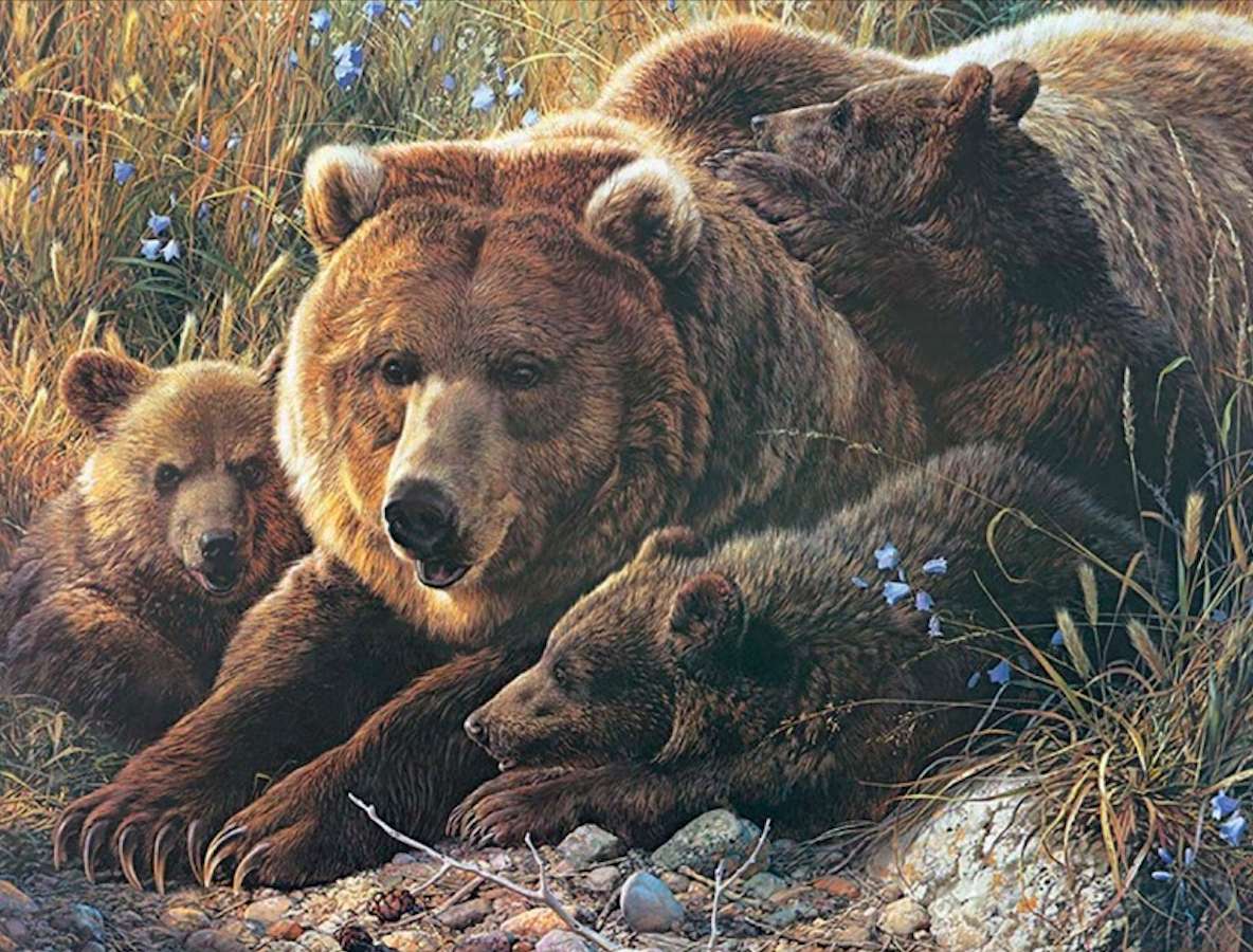 Duża rodzinka Grizzly puzzle online