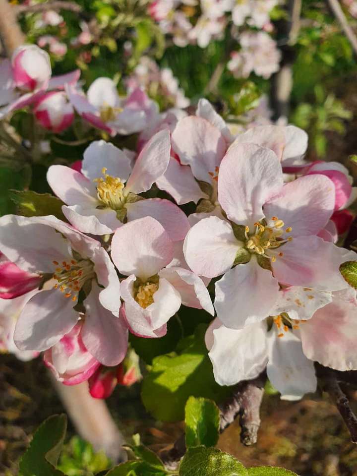 kwiat jabłoni puzzle online