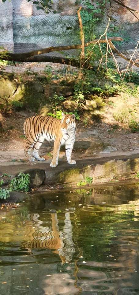 Tygrysy nad wodą puzzle online