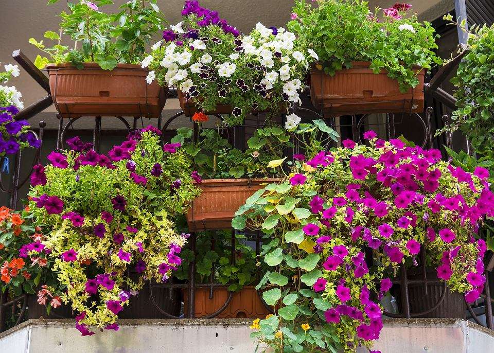 Kwiaty na taras lub balkon puzzle online