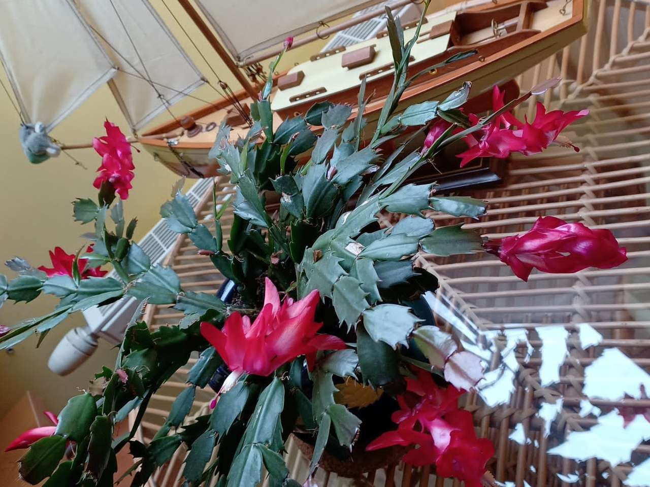 kwitnący kaktus i łódka puzzle online