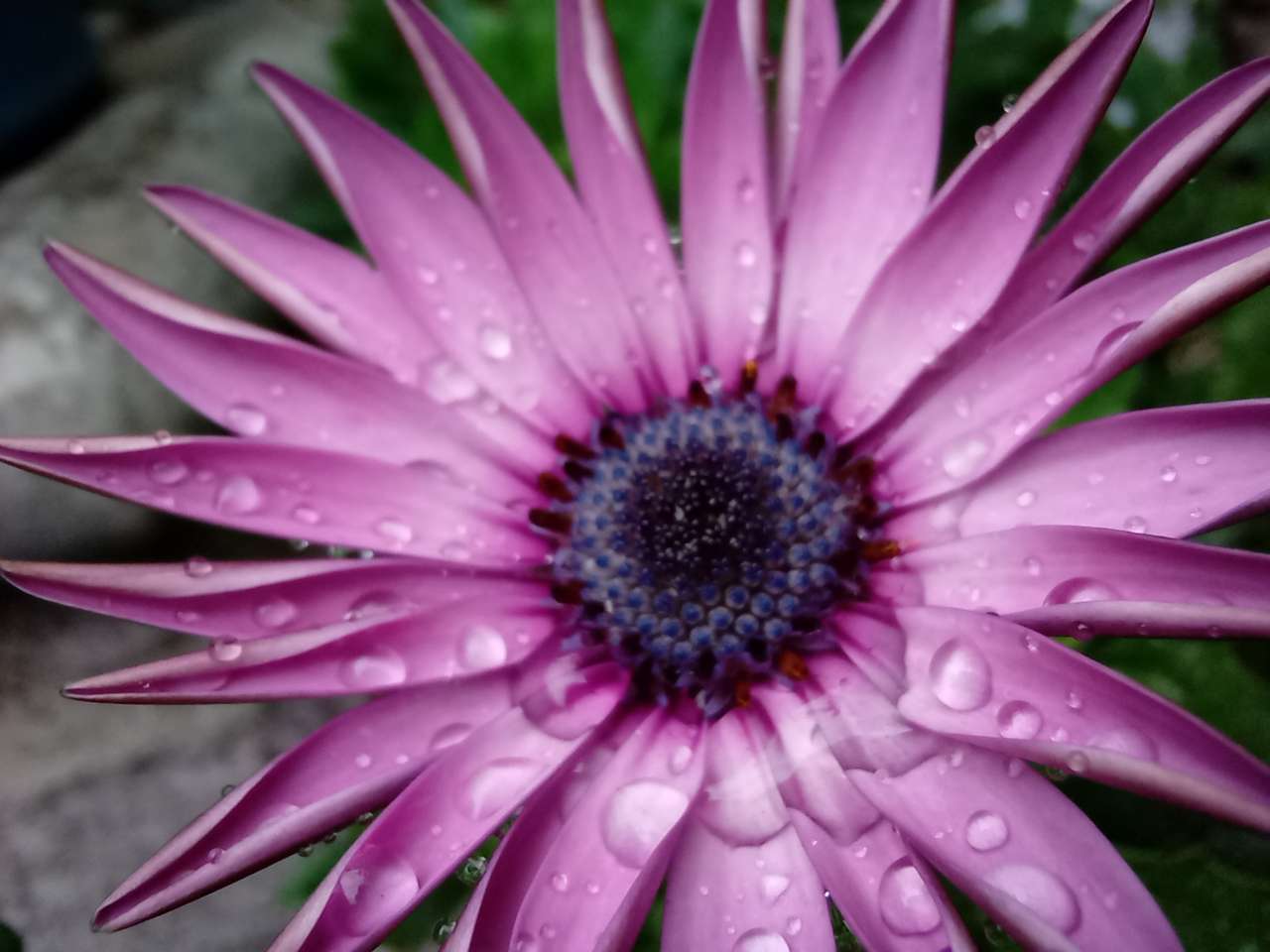 Fioletowy kwiat puzzle online