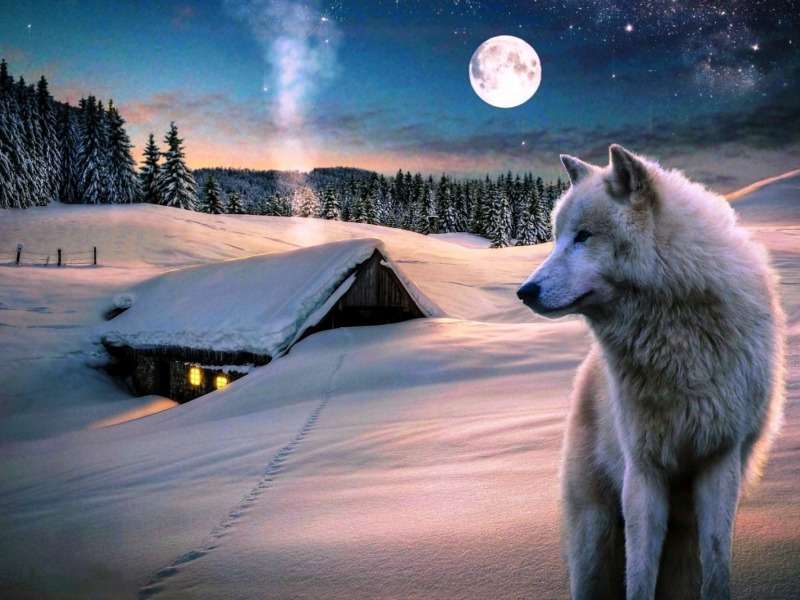 Samotna chatka, samotny wilk, zima i pełnia księżyca puzzle online