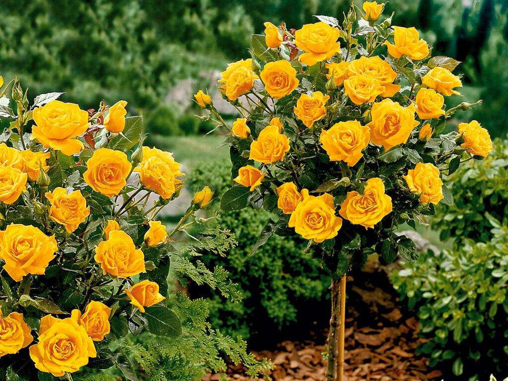Pomarańczowa róża pienna puzzle online