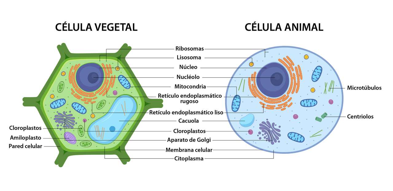 komórki eukariotyczne i prokariotyczne puzzle online