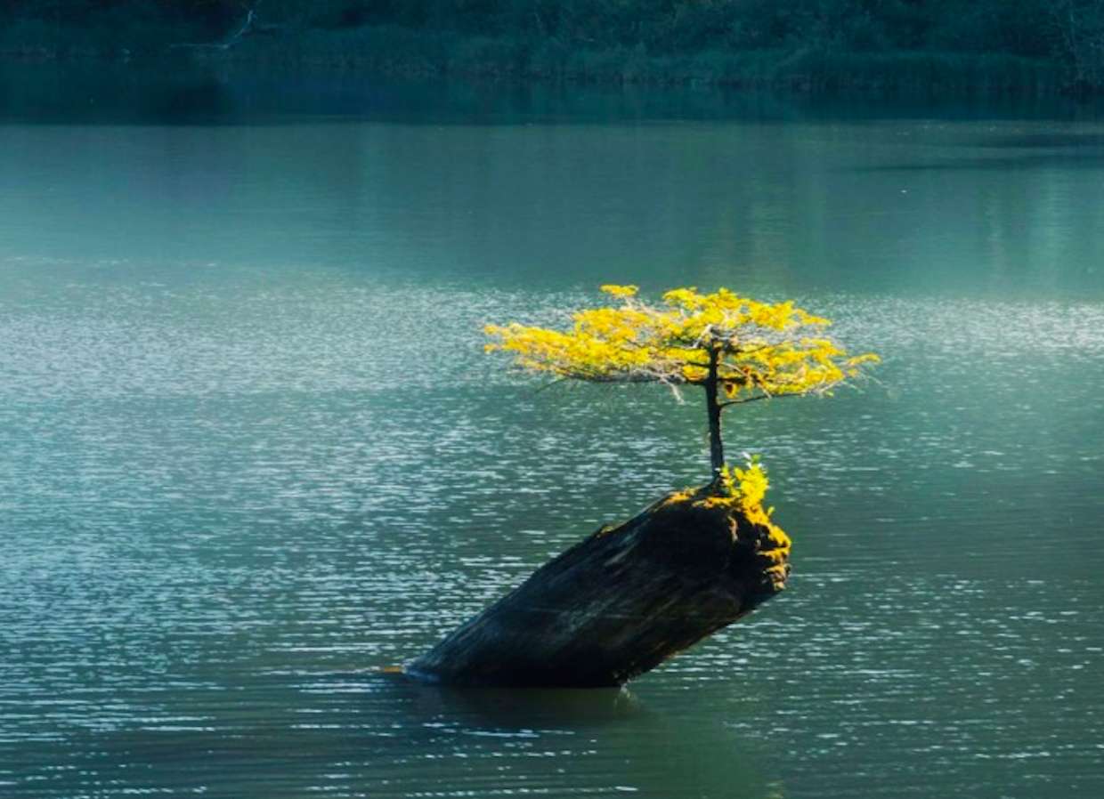 Montana-Słynne drzewko Bonsai z Fairy Lake puzzle online