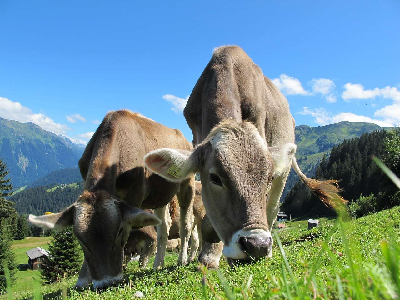 Krowy na wypasie zwierząt gospodarskich puzzle online