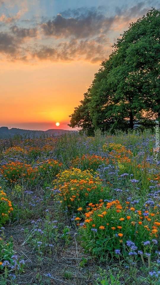 Łąka w kwiatach przy zachodzie słońca puzzle online