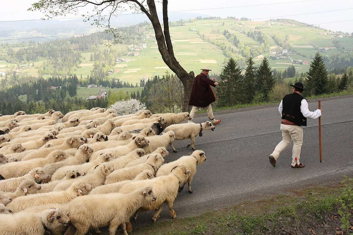 Owce schodzą z gór puzzle online