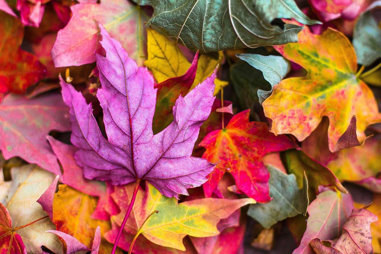 kolory liści jesienią puzzle online