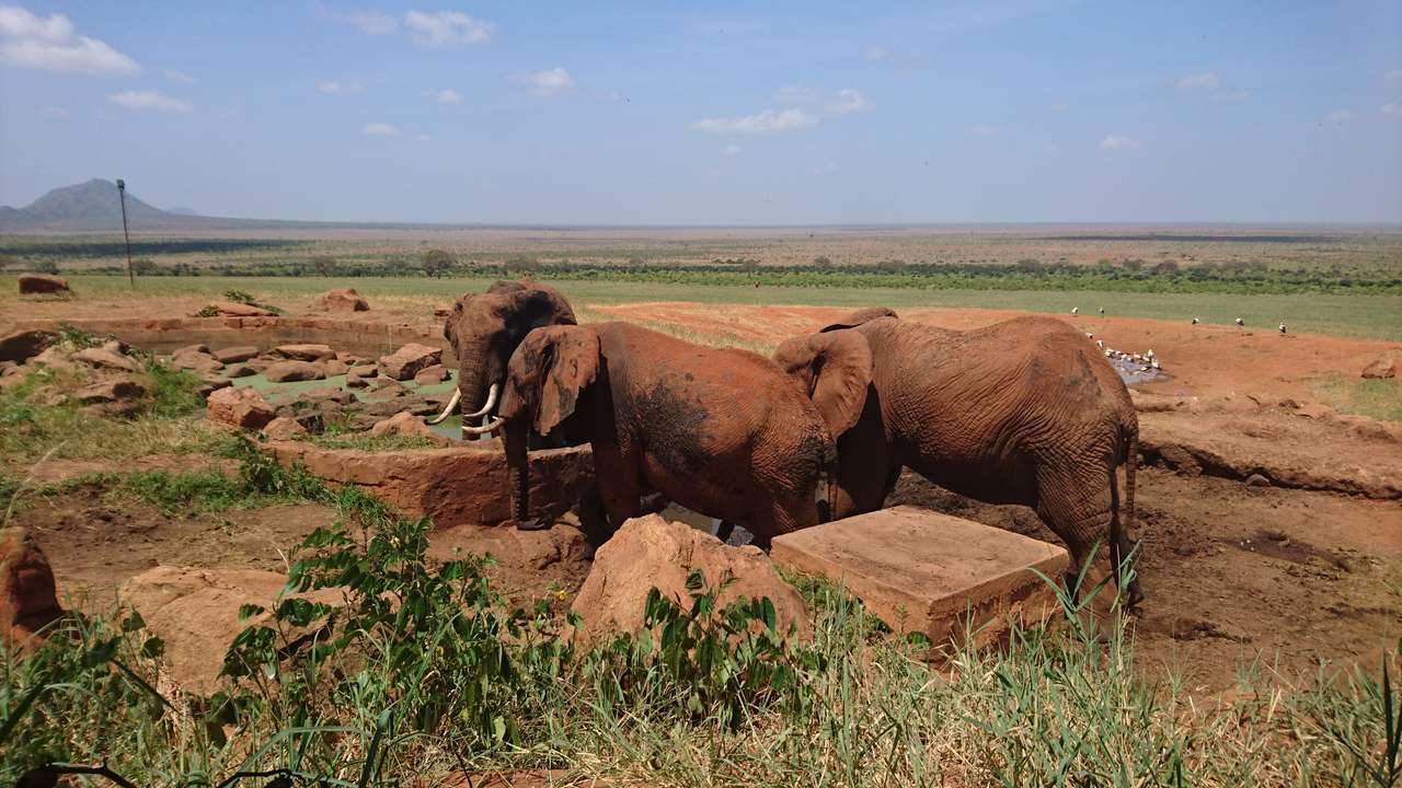 Słonie na sawannie puzzle online