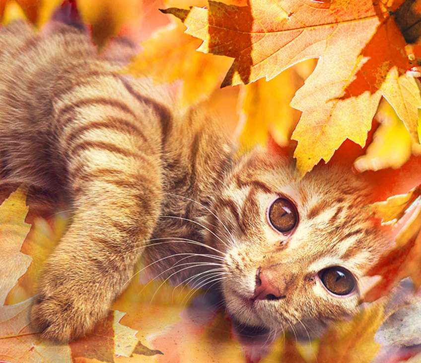 kotek między liśćmi puzzle online