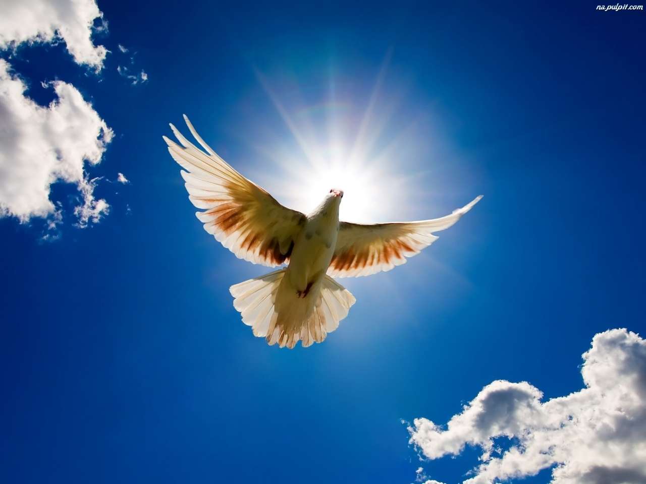 Lot białego gołębia w słoneczny dzień puzzle online