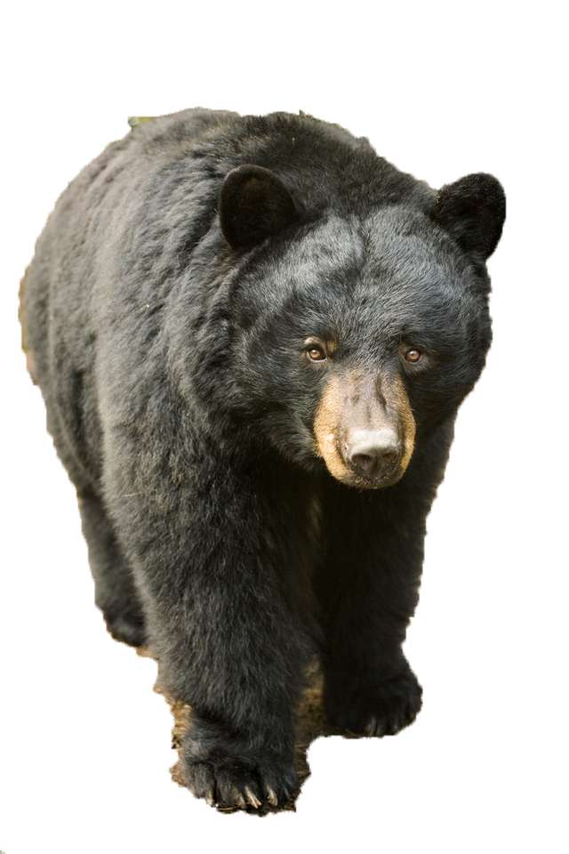 amerykański czarny niedźwiedź puzzle online