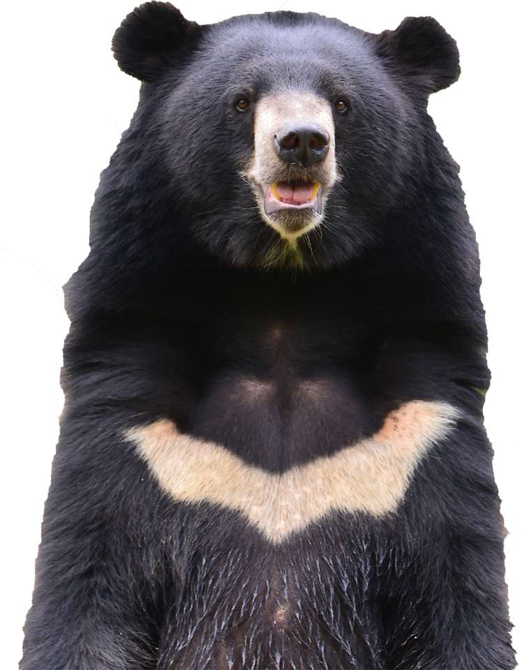 azjatycki czarny niedźwiedź puzzle online